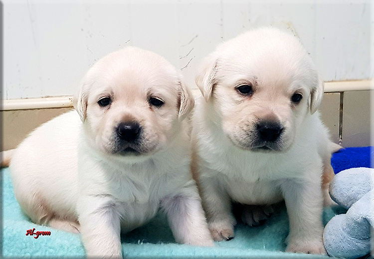 Labrador Retriever żółty/biszkoptowy piesek ZKwP o Warszawa - 6
