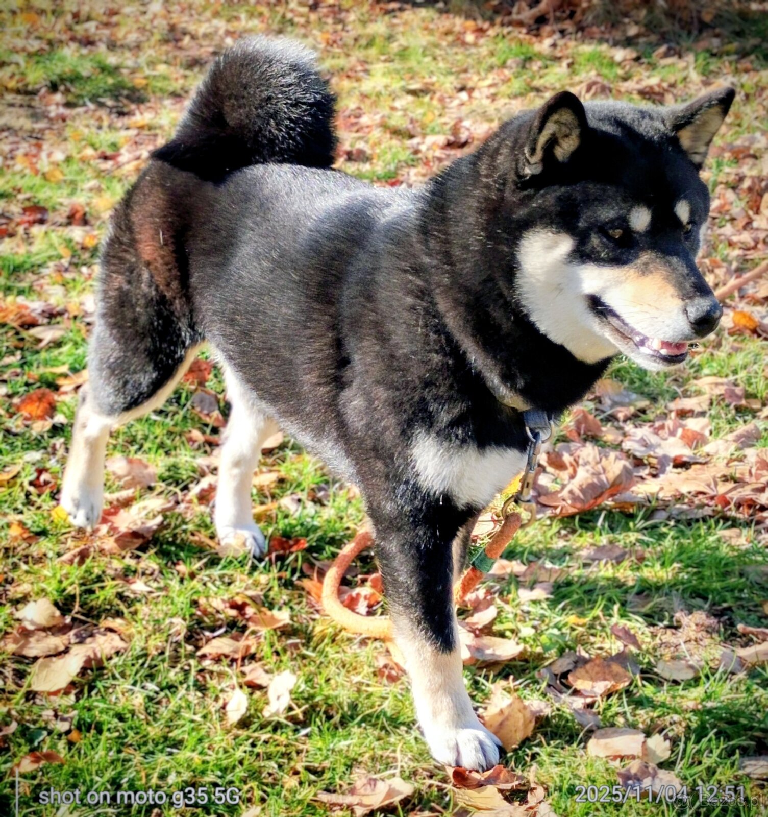 Shiba Inu, roczna suczka, czarna-podpalana - 6