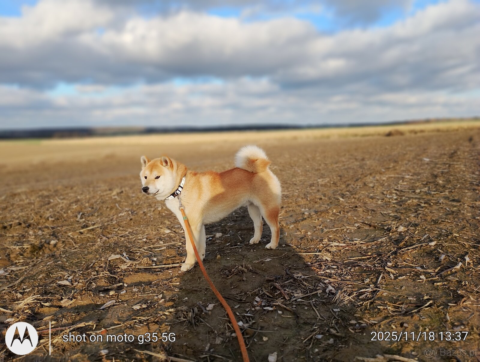 Shiba Inu czerwony sympatyczny piesek - 6