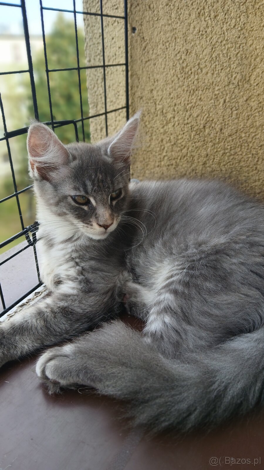 Maine coon FPL - 6