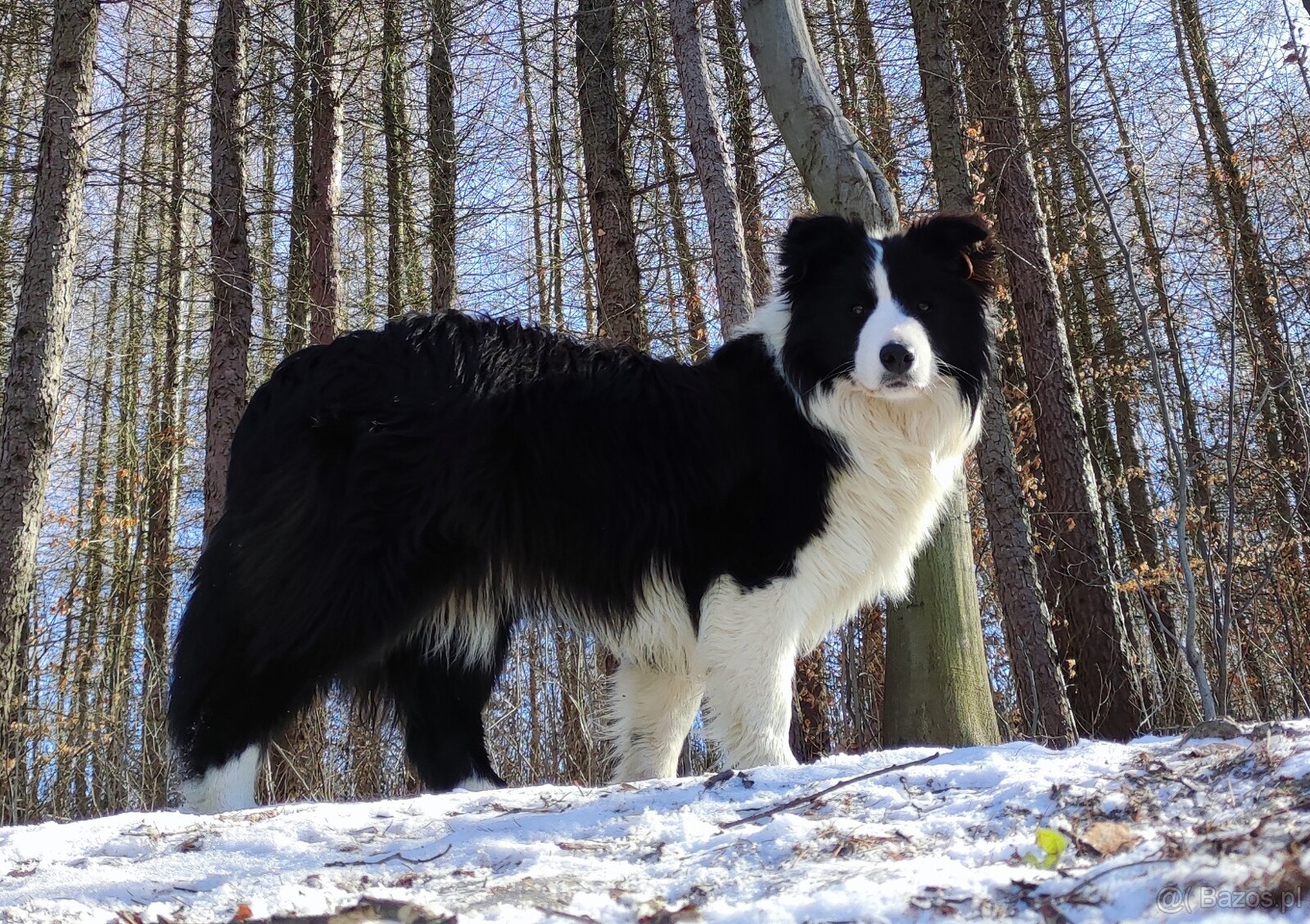 Prześliczna Suczka BORDER COLLIE - pełna dok. super rodzice - 6