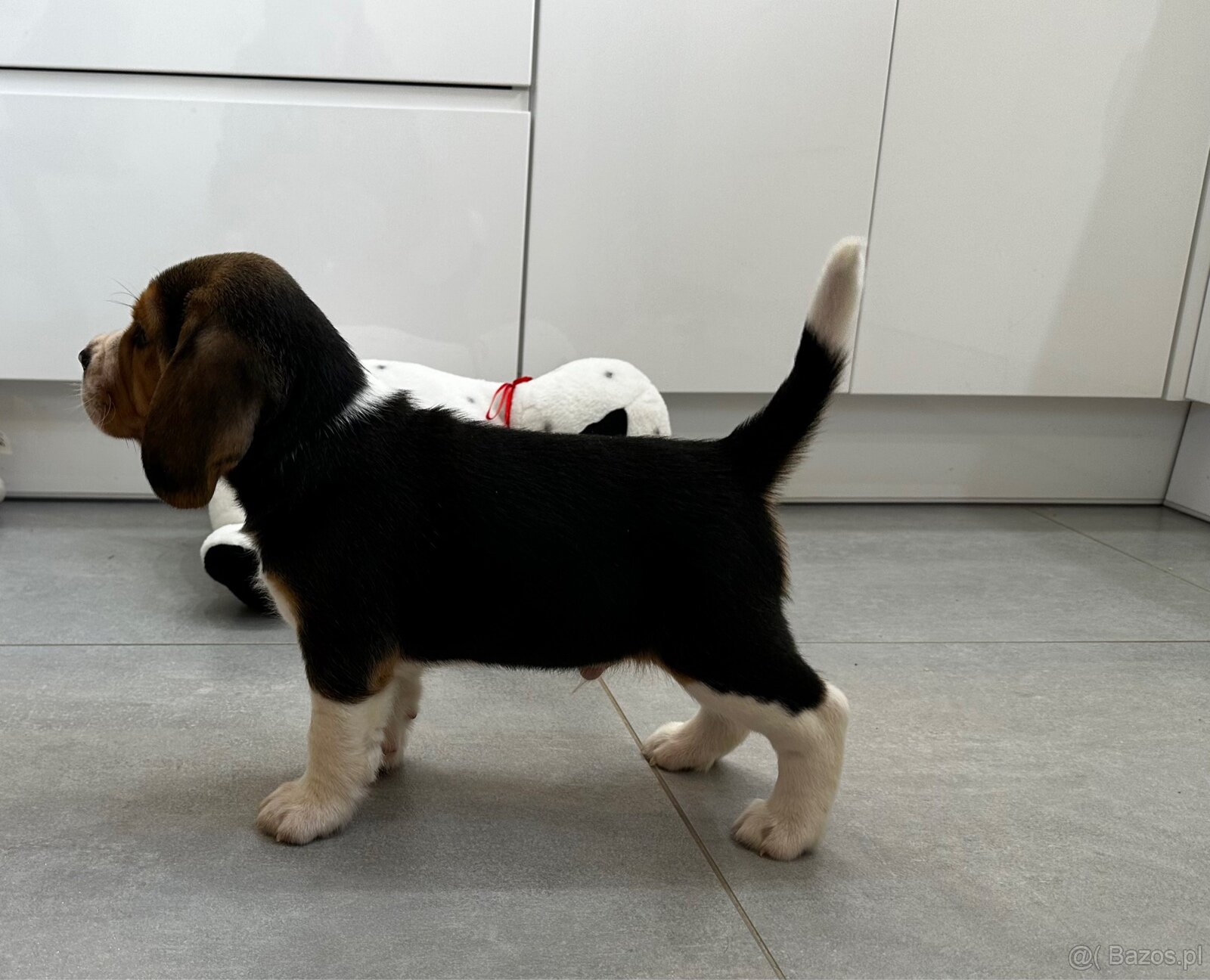 Beagle szczeniak - 6