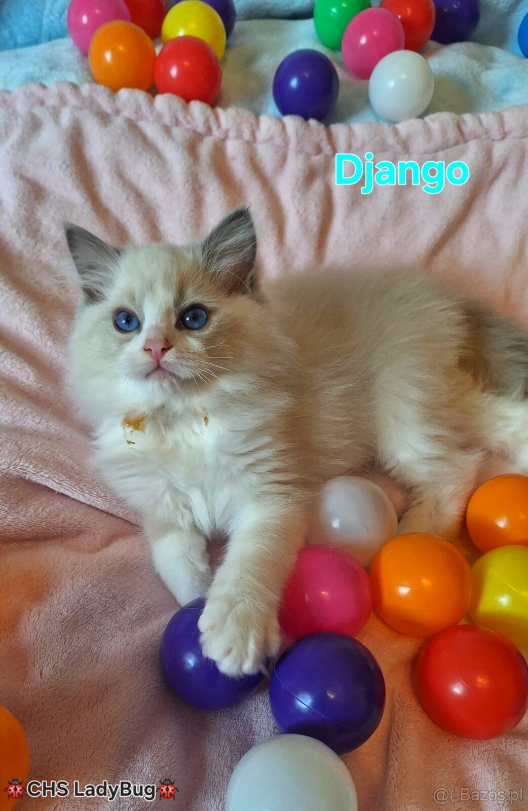 Ragdoll s PP - 6