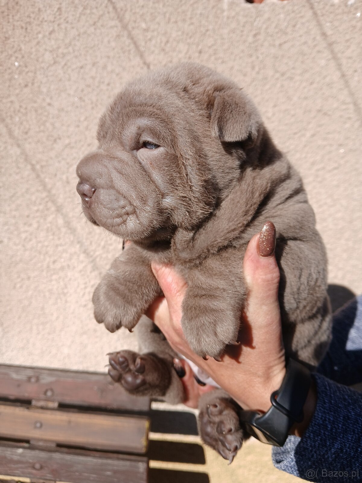 Sharpei, shar pei s PP - 6