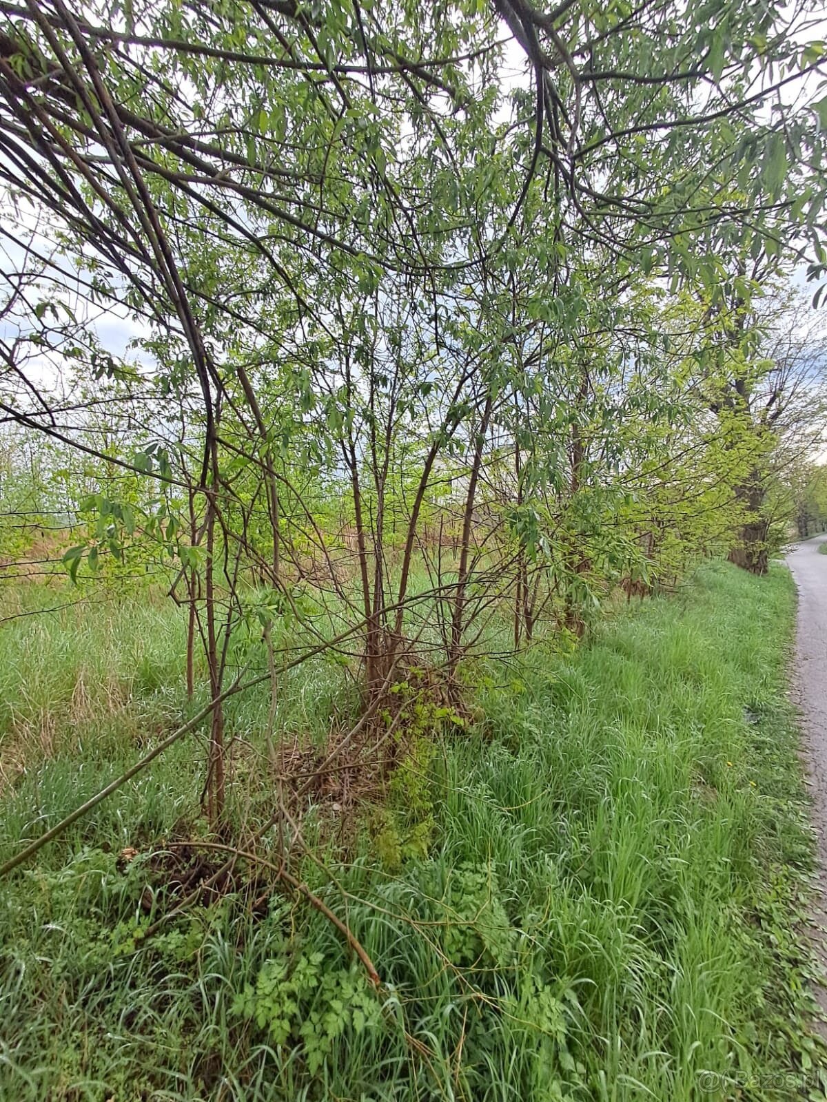 Działka rolna o pow. 1769 m2, Chełmce- gm. Opatówek - 6