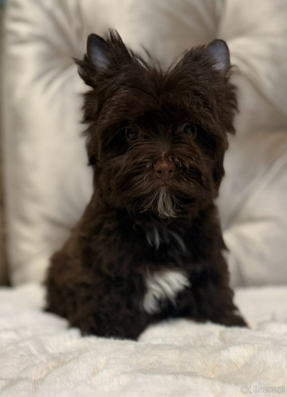 York Czekoladowa Barbi z Bajki. Dokumenty. Hodowla z Bajki. - 6