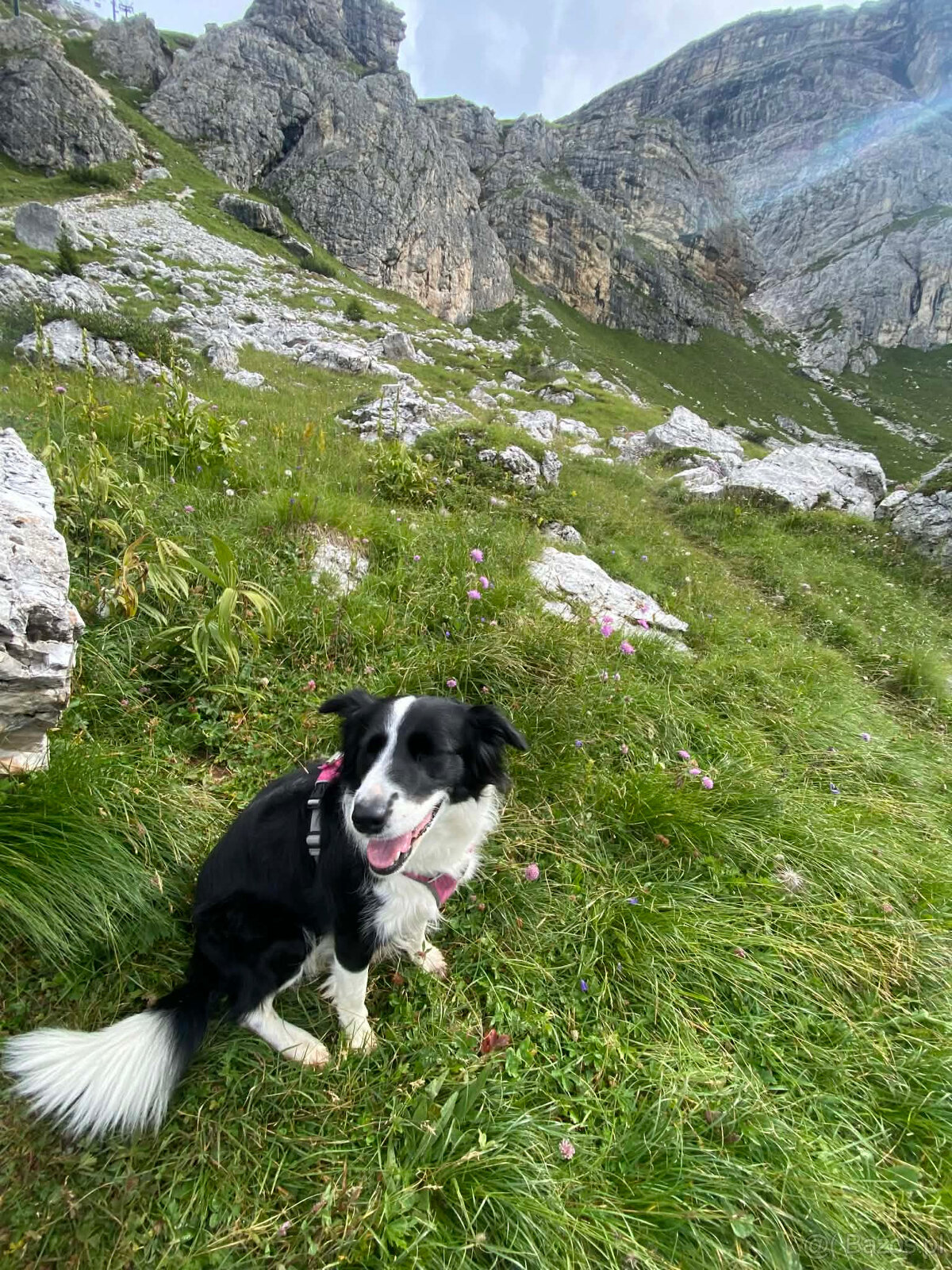 ZAPOWIEDŹ MIOTU Border Collie FCI/ZKwP - 6