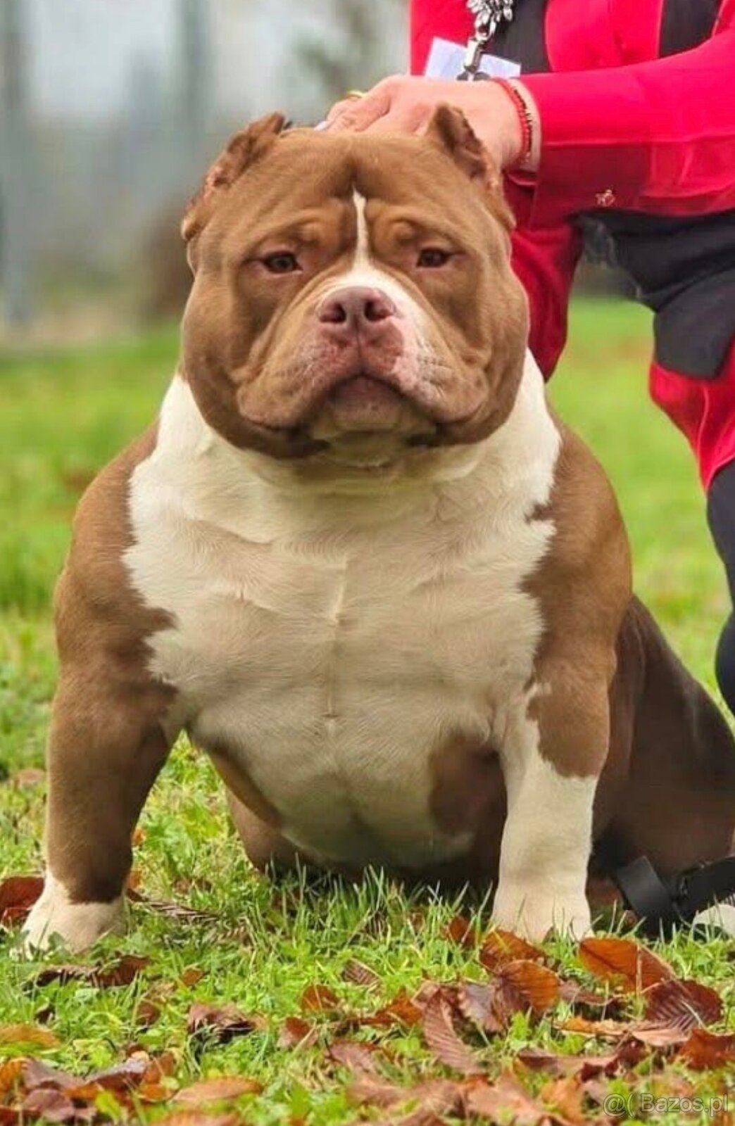American bully - 6