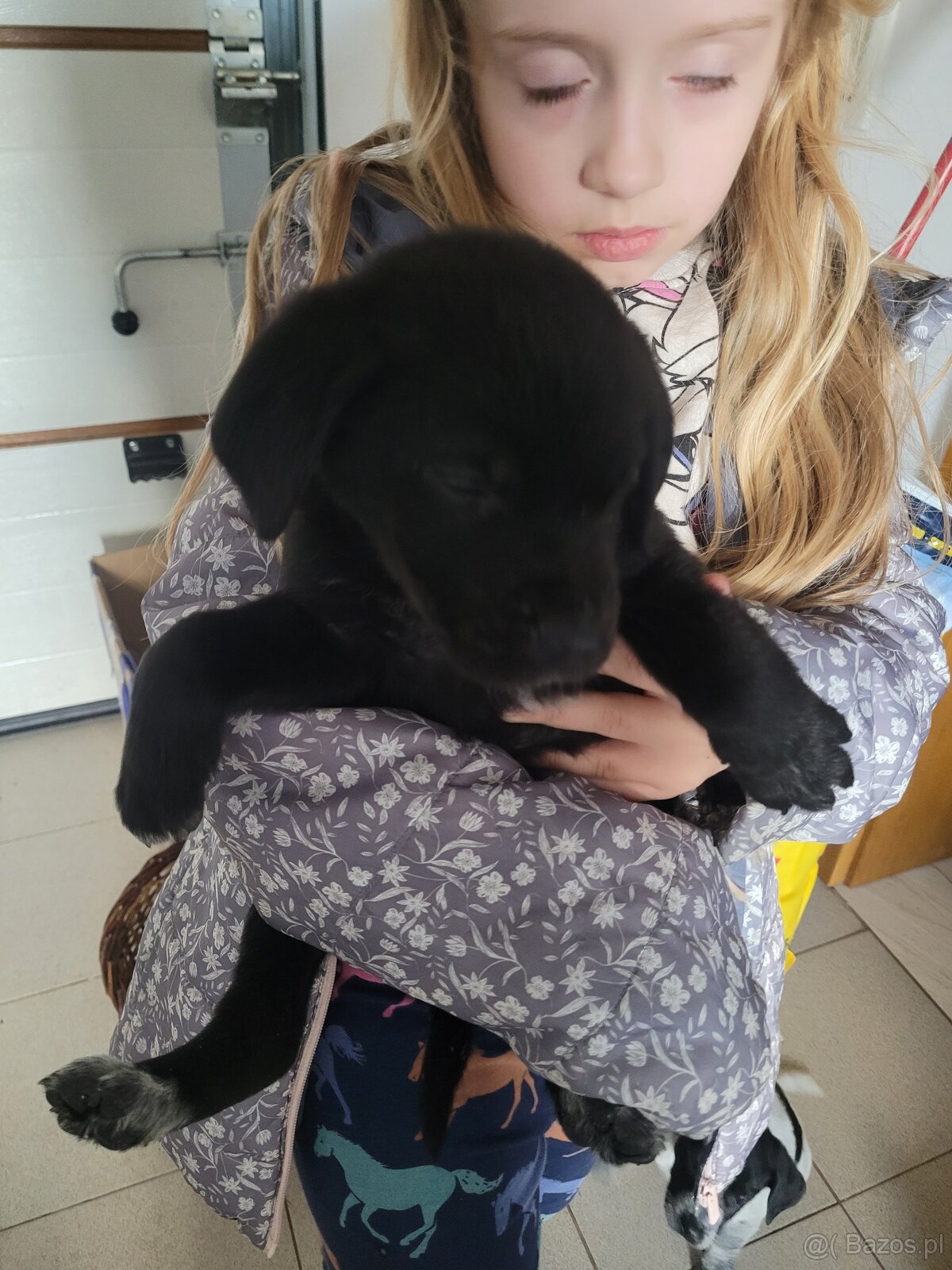 Szczeniaki wyżeł niemiecki - 6