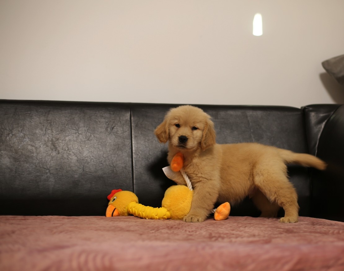 GOLDEN RETRIEVER-złote, ZKwP/FCI, typ amerykański - 6
