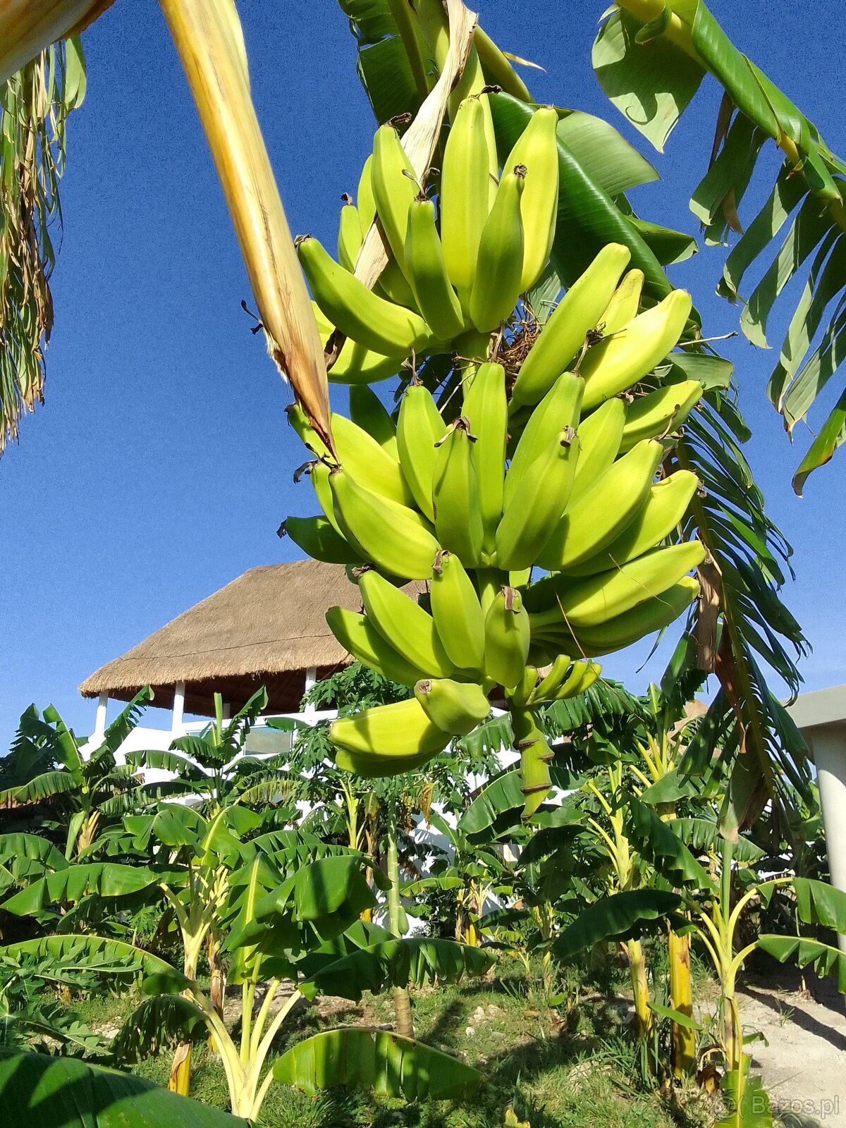 Tropikalna willa 70+70m2 w Jukatanie, Meksyk, 128.000 EUR - 6