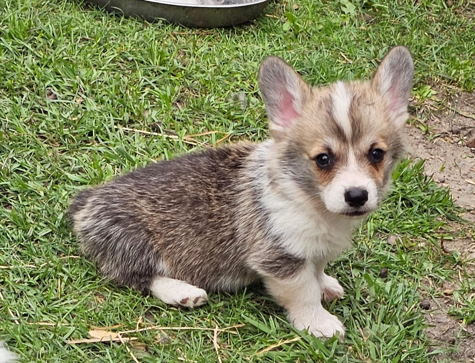 Kto pokocha szczenię Welsh Corgi? - 6