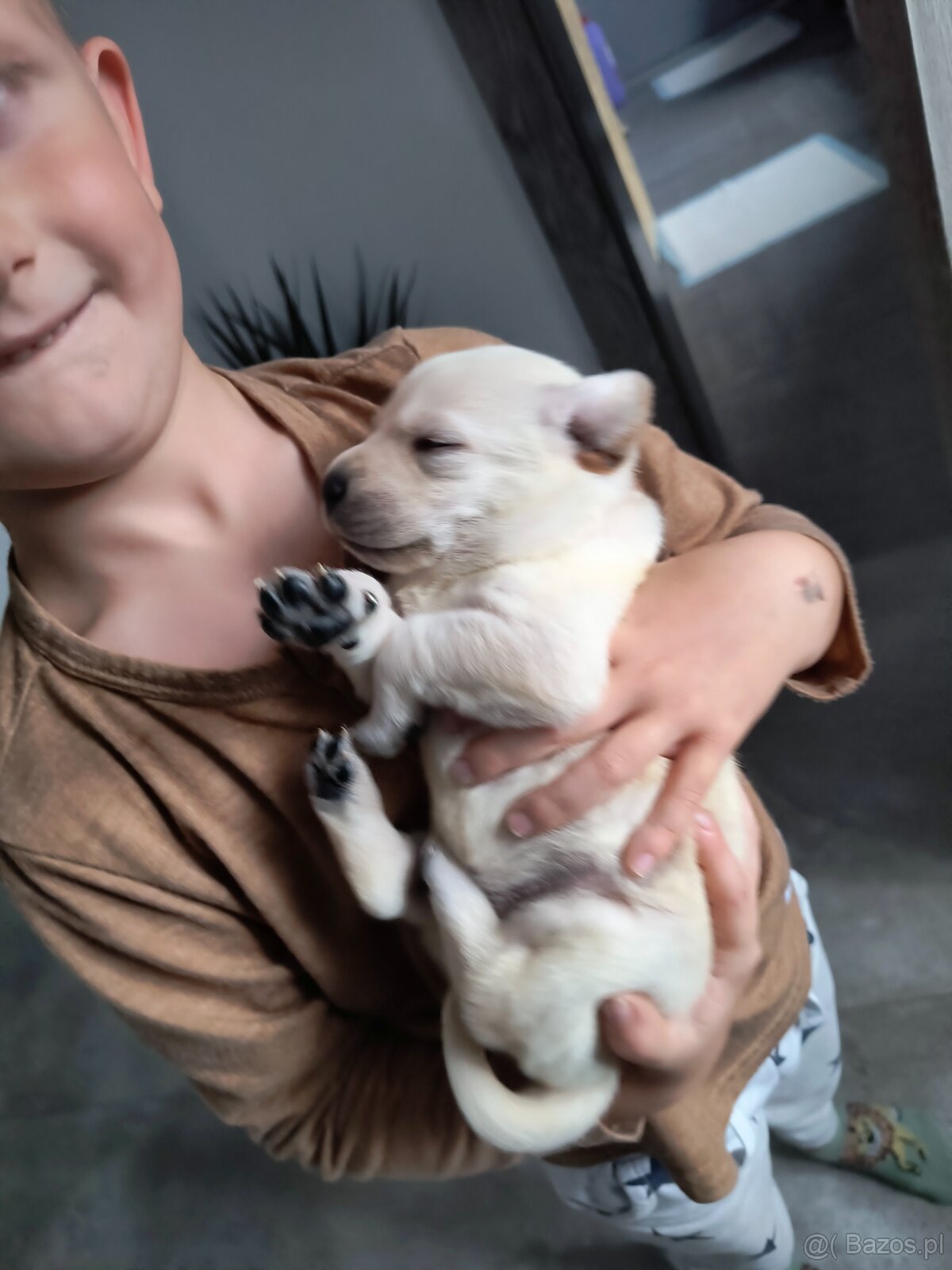 Labrador retriever - 6