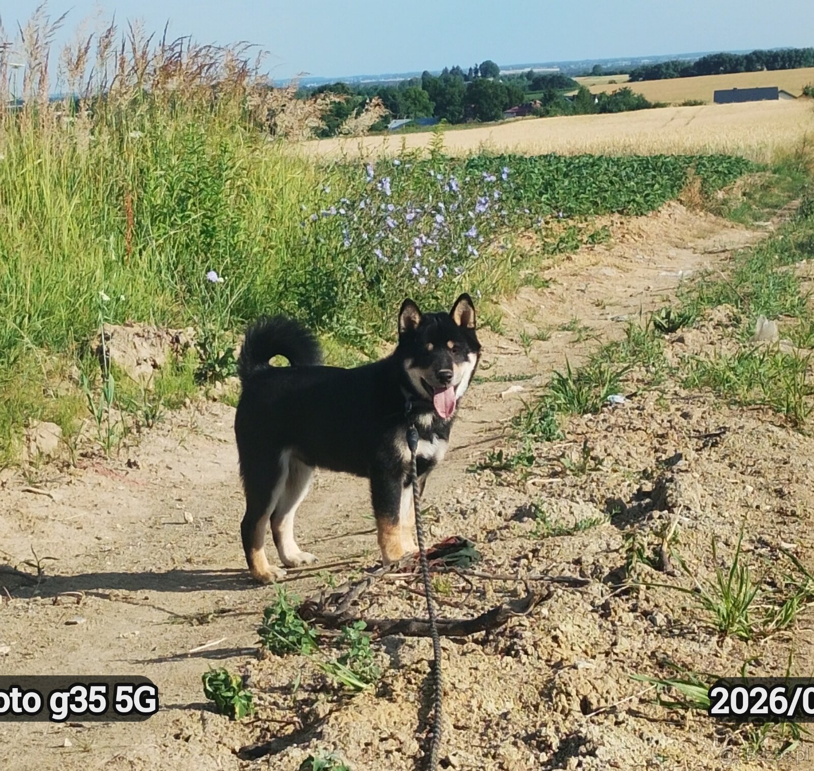 SHIBA INU czteromiesięczny szczeniaczek - 6
