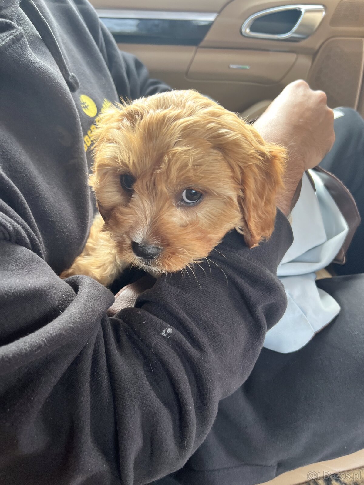 Cavapoo - cudowny, kochany piesek szuka domu ❤️ - 6