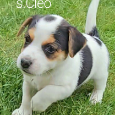 Jack russell terrier szczeniaki z rodowodem - 6