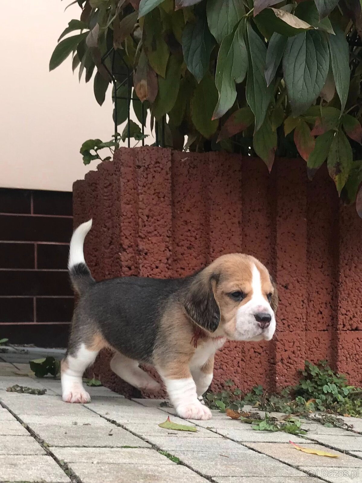 Beagle / Bigle - szczenięta rodowodowe ZKwP / FCI po Champio - 6