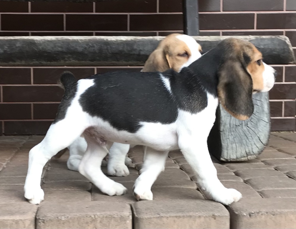 Beagle / Bigle - szczenięta rodowód ZKwP / FCI po Champion. - 6