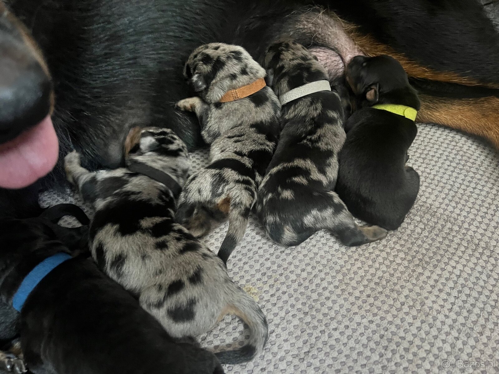 Beauceron z PP FCI - 6