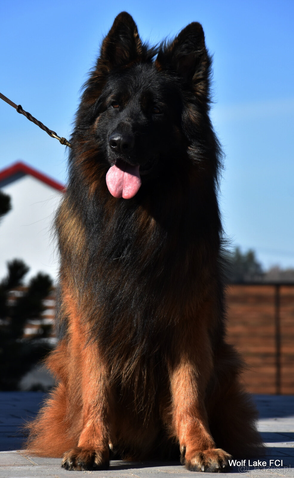 Owczarek niemiecki długowłosy ZKwP FCI - 6