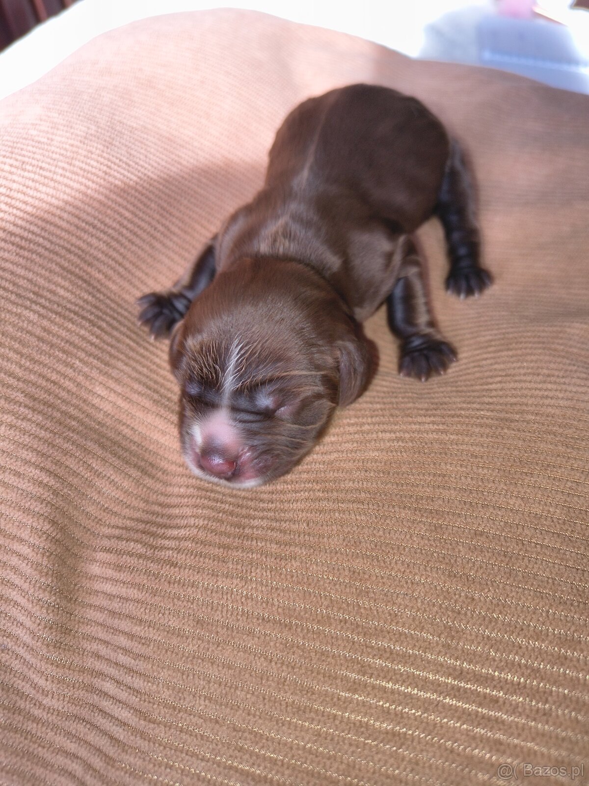 Szczeniak cocker spaniel angielski - 6