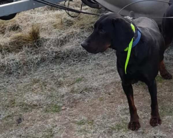 Reproduktor rasy GOŃCZY POLSKI tropiciel zaprasza suczki - 6