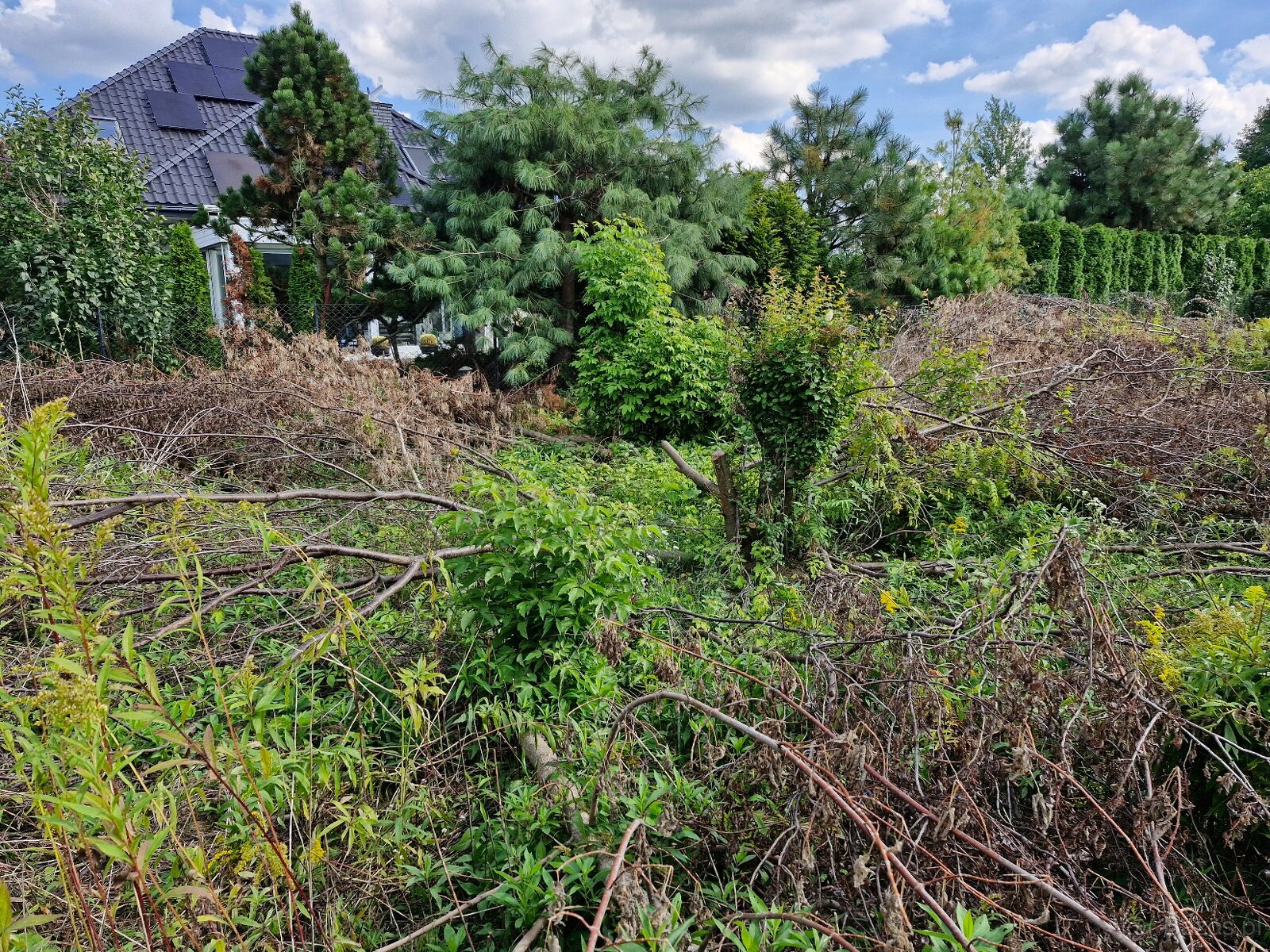Wycięte drzewa i krzewy oddam np. na opał - 6