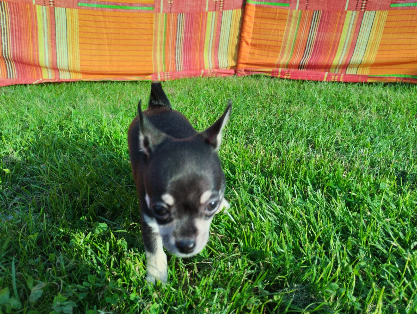 Chihuahua krótkowłosa - 6