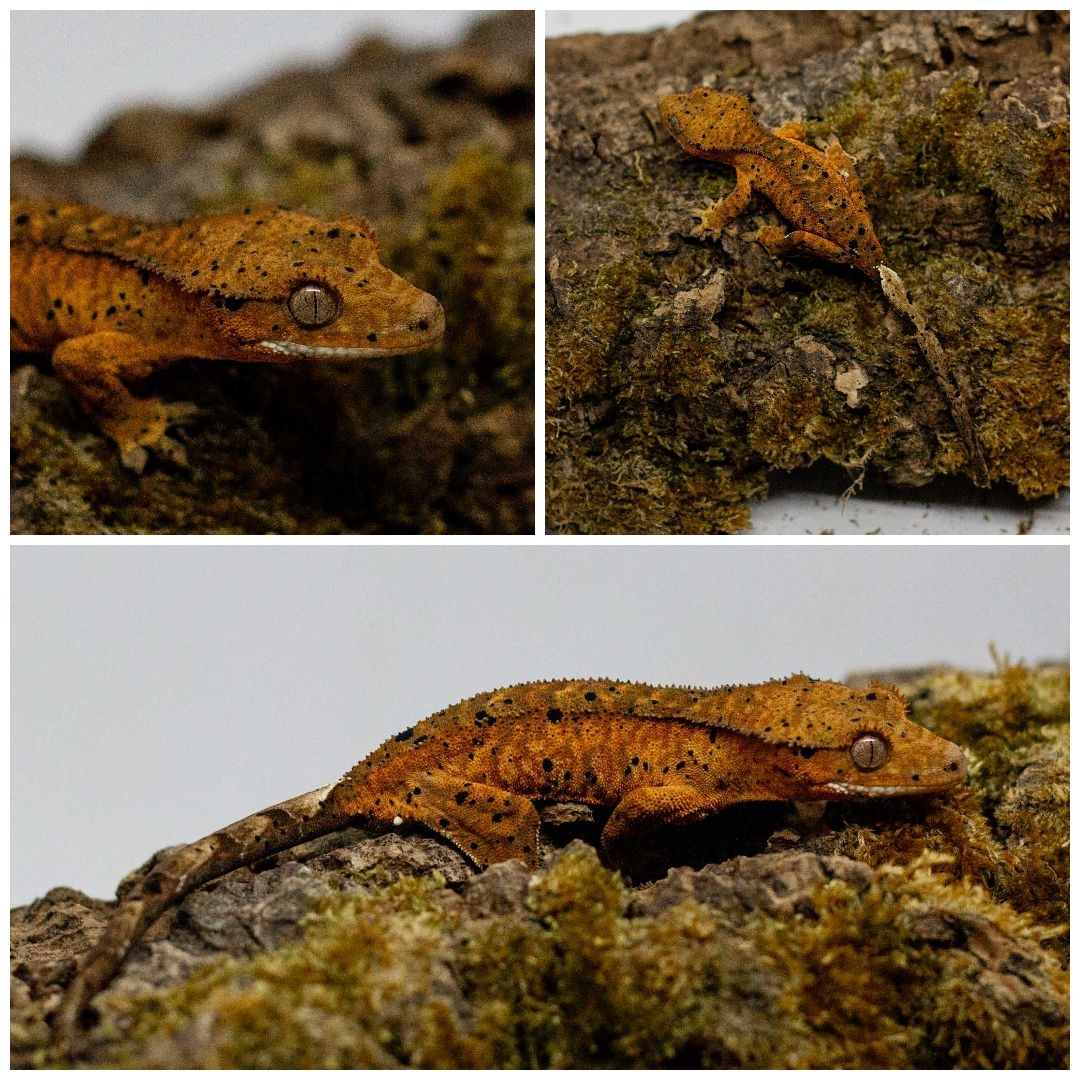 Gekony orzęsione (ciliatus) + akcesoria GeckoSVK - 6