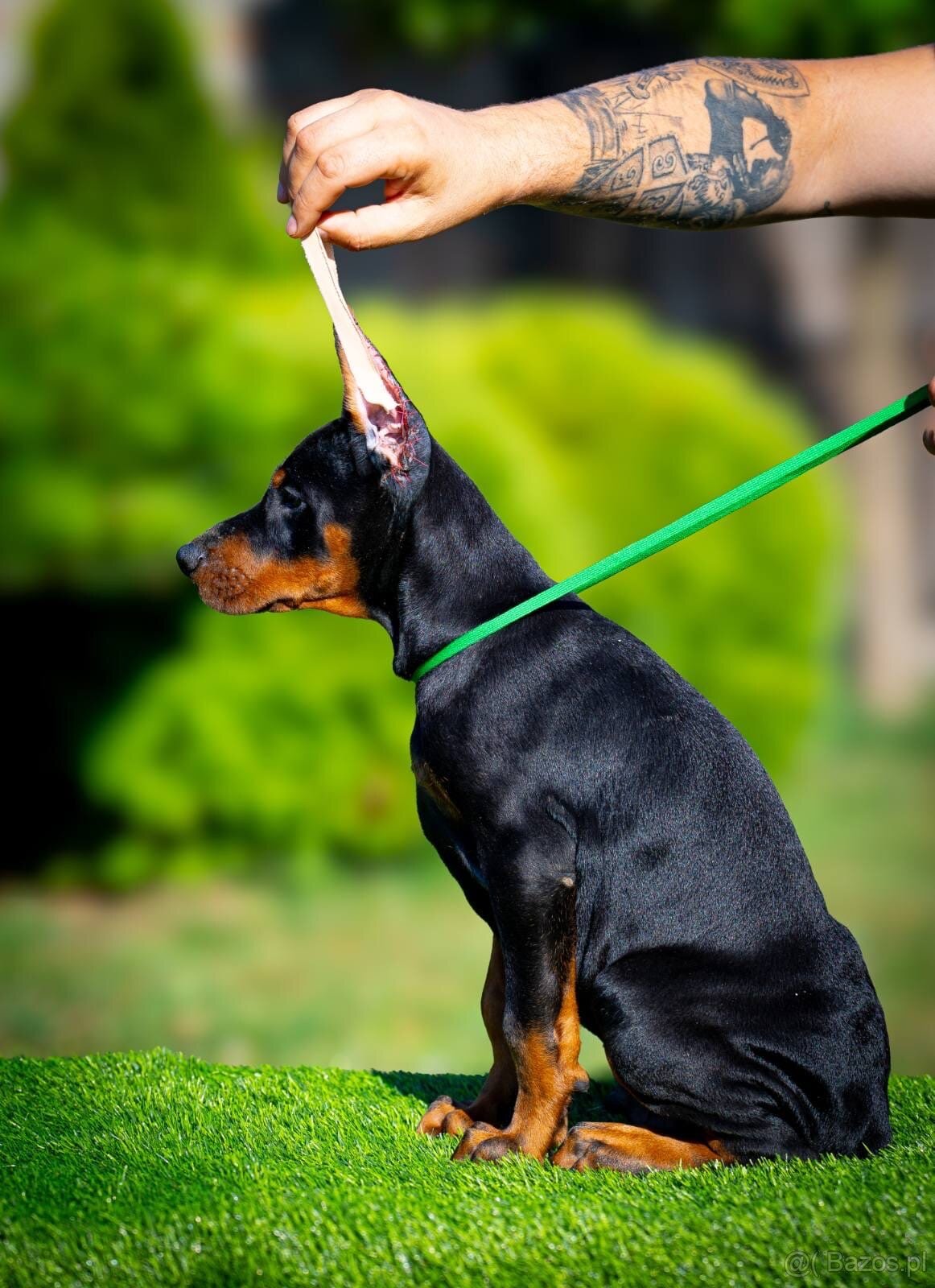 KUPIOWANE SZCZENIĘTA DOBERMANA Z RODOWODEM FCI - 6