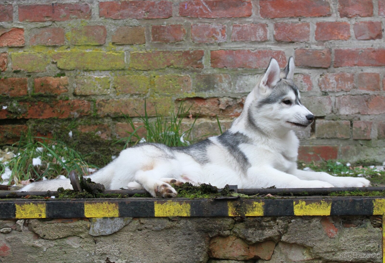 Siberian Husky ZKwP - 6