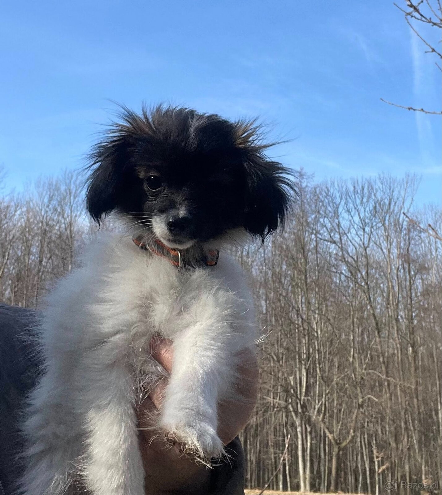 spaniel kontynentalny miniaturowy phalene (nie papillon) - 6