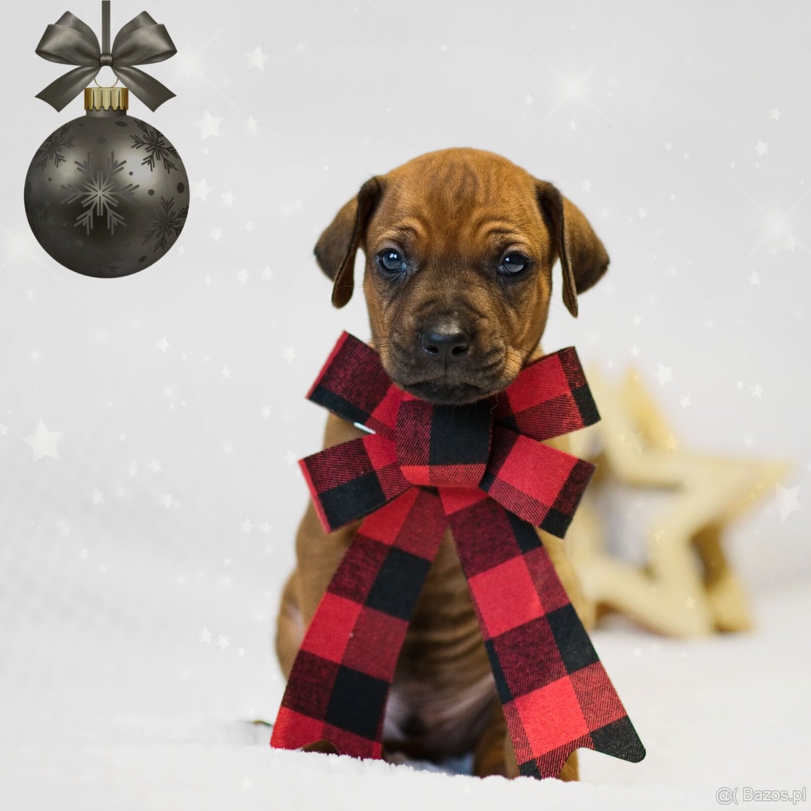 Rhodesian Ridgeback z rodowodem - 6