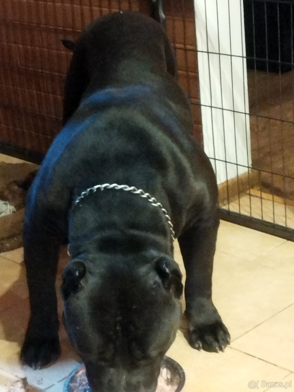 Amerykan buli xl - 6