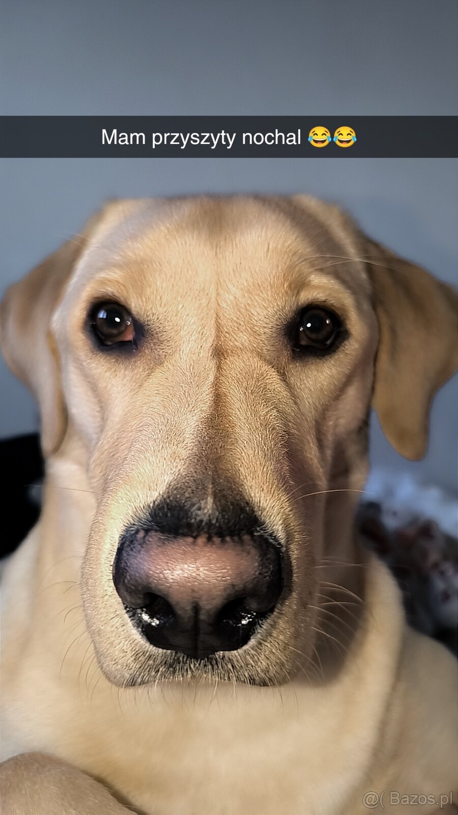 Labrador retriever - 6