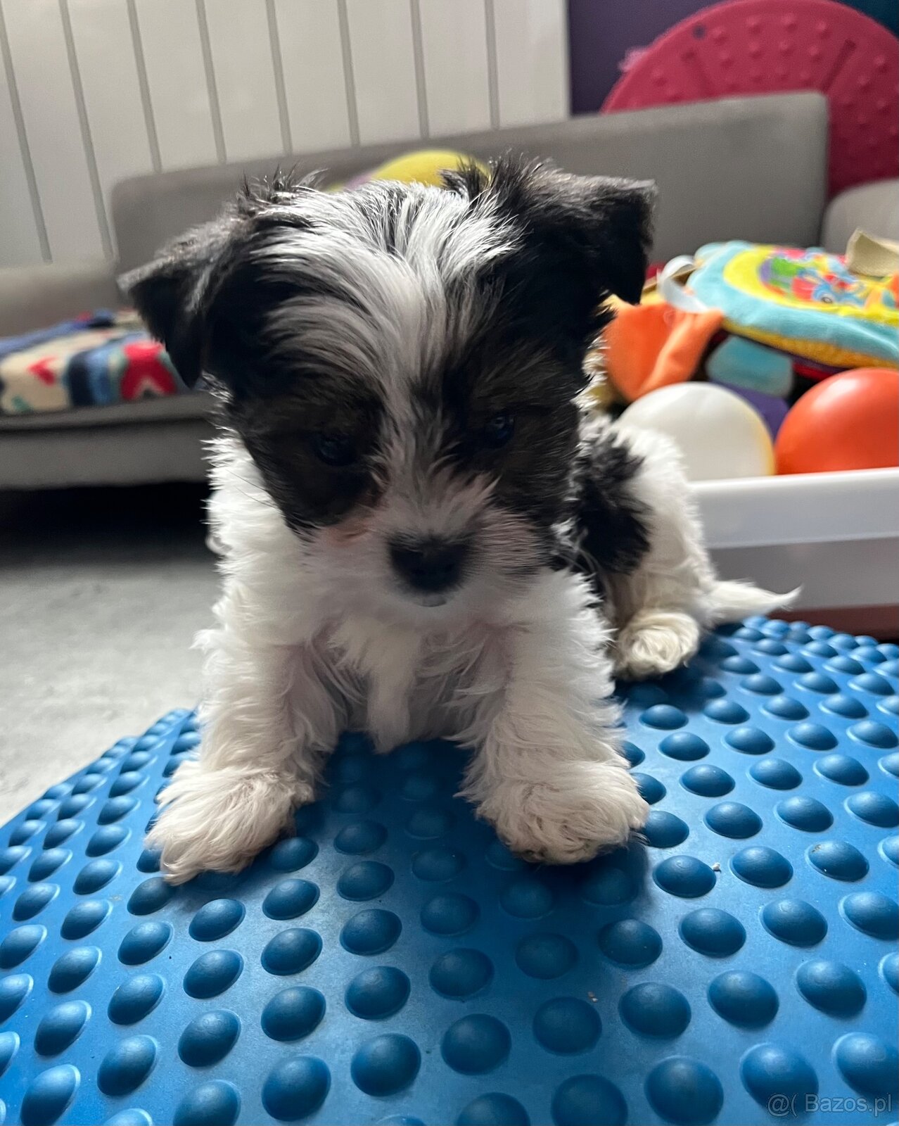 Biewer Yorkshire Terrier - 6