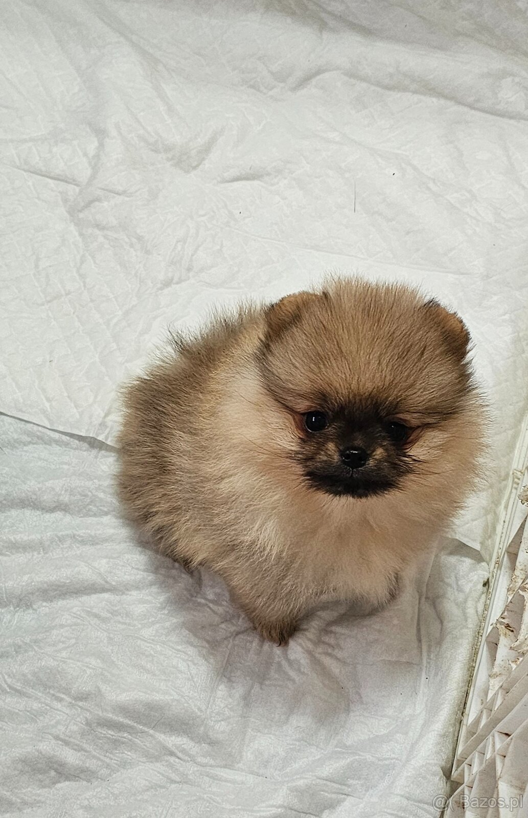 Szpic Miniaturowy Pomeranian - 6