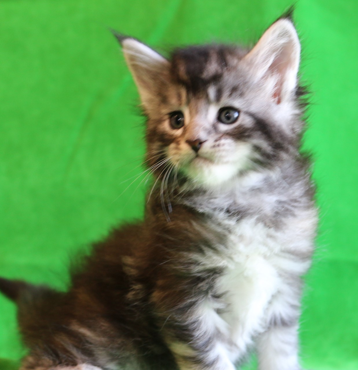 Kociaczki maine coon - 6