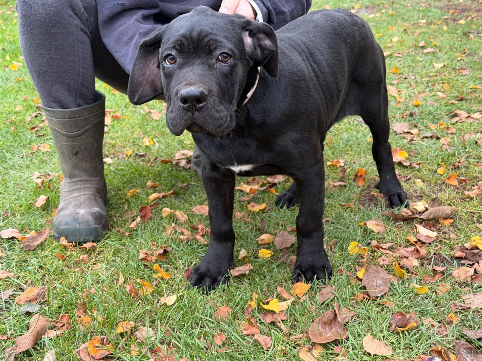 Cane corso - 6
