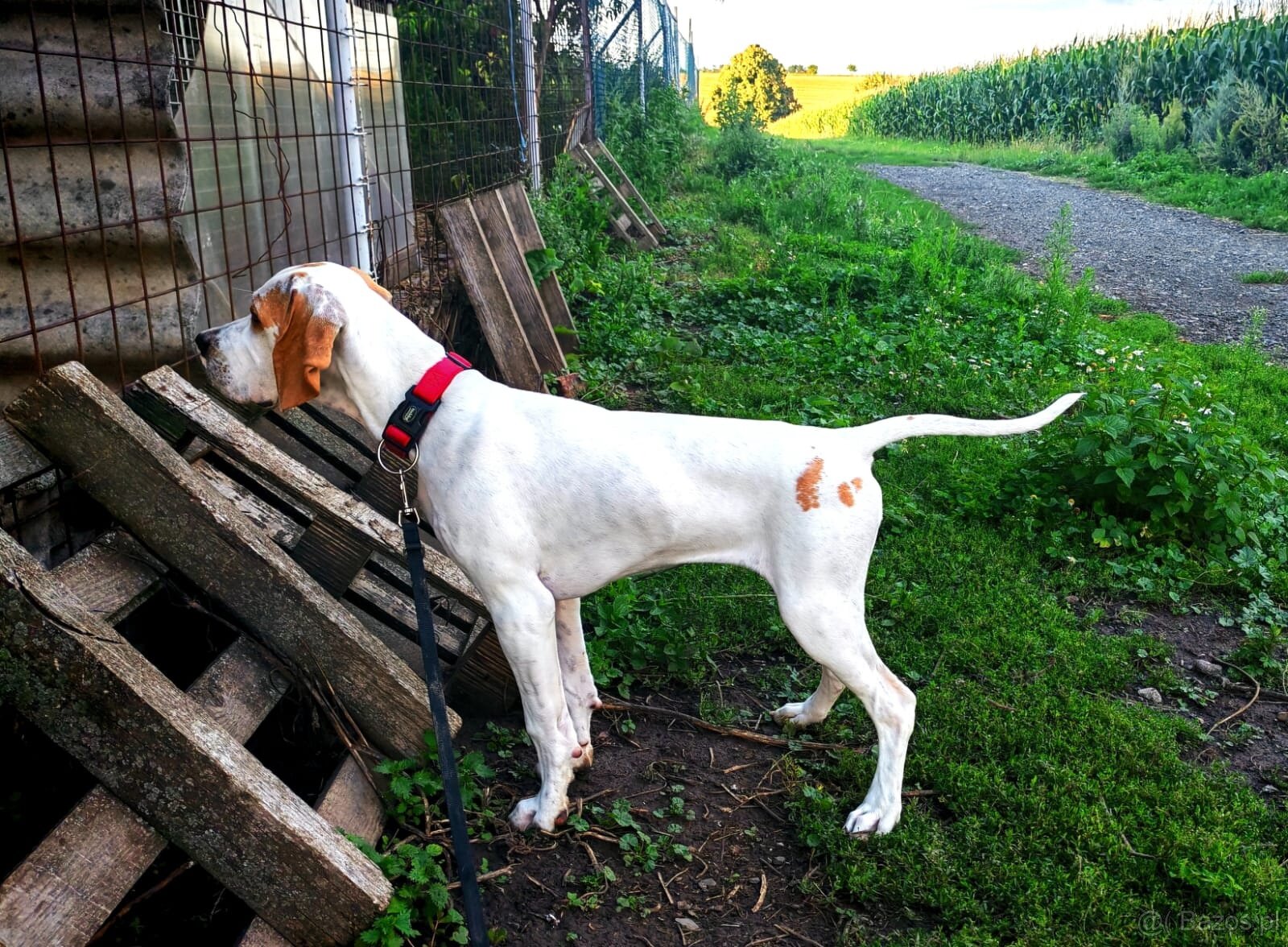 suczka rasy wyżeł angielski (english pointer) - 6