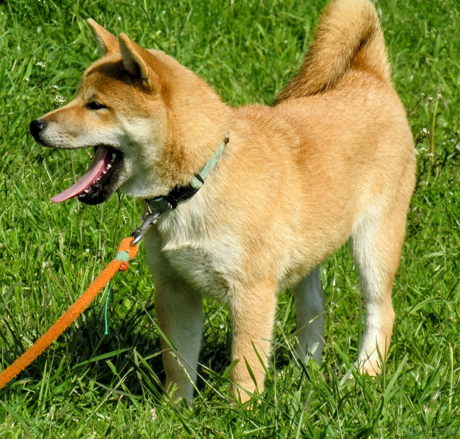Shiba Inu, czerwony piesek - 6