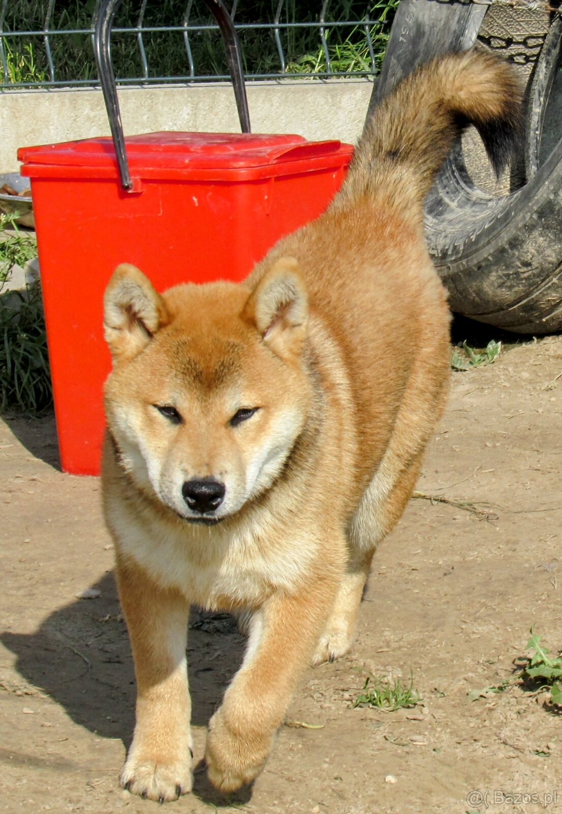 Shiba Inu - najstarszy w miocie czerwony piesek - 6