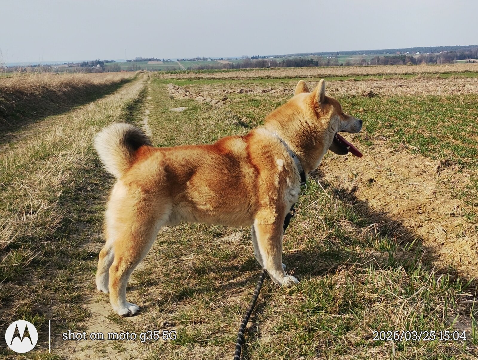 Shiba Inu - najstarszy w miocie czerwony piesek - 6