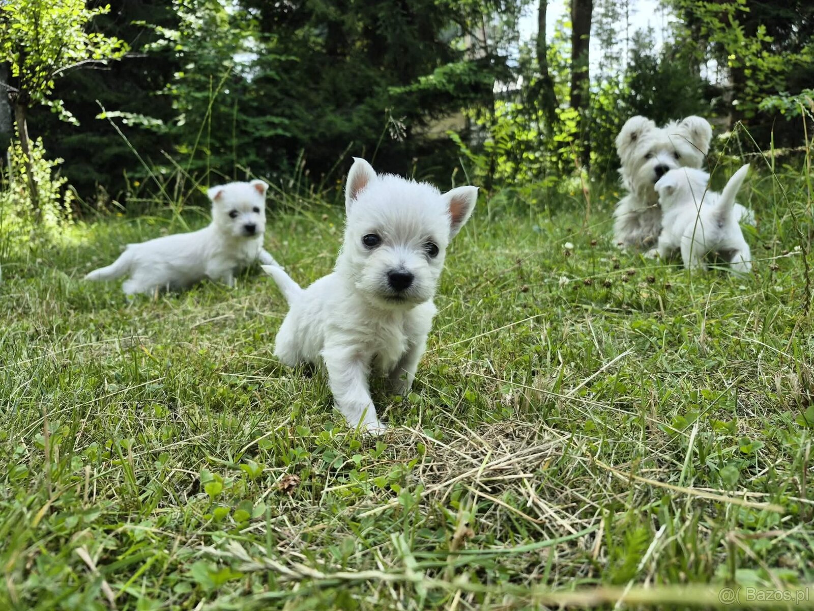 Szczeniaki West Terrier - 6