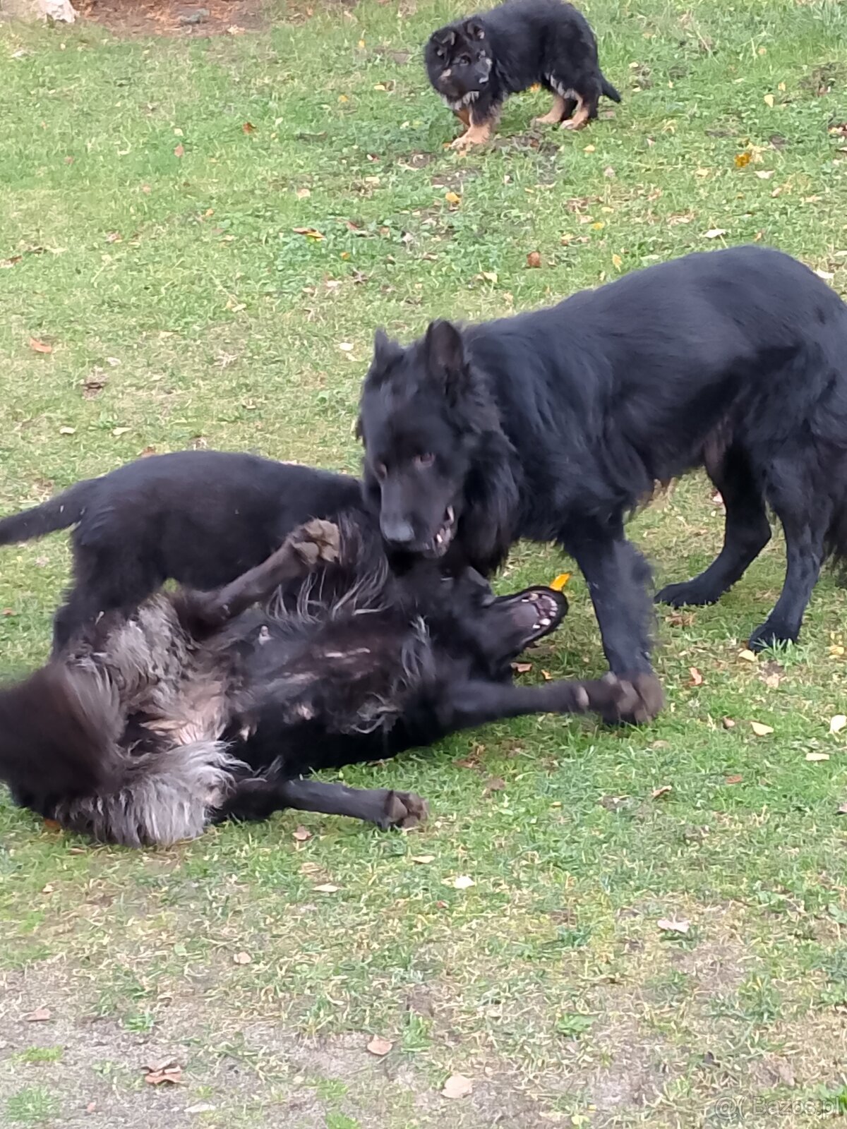 Owczarek niemiecki długowłosy - 6