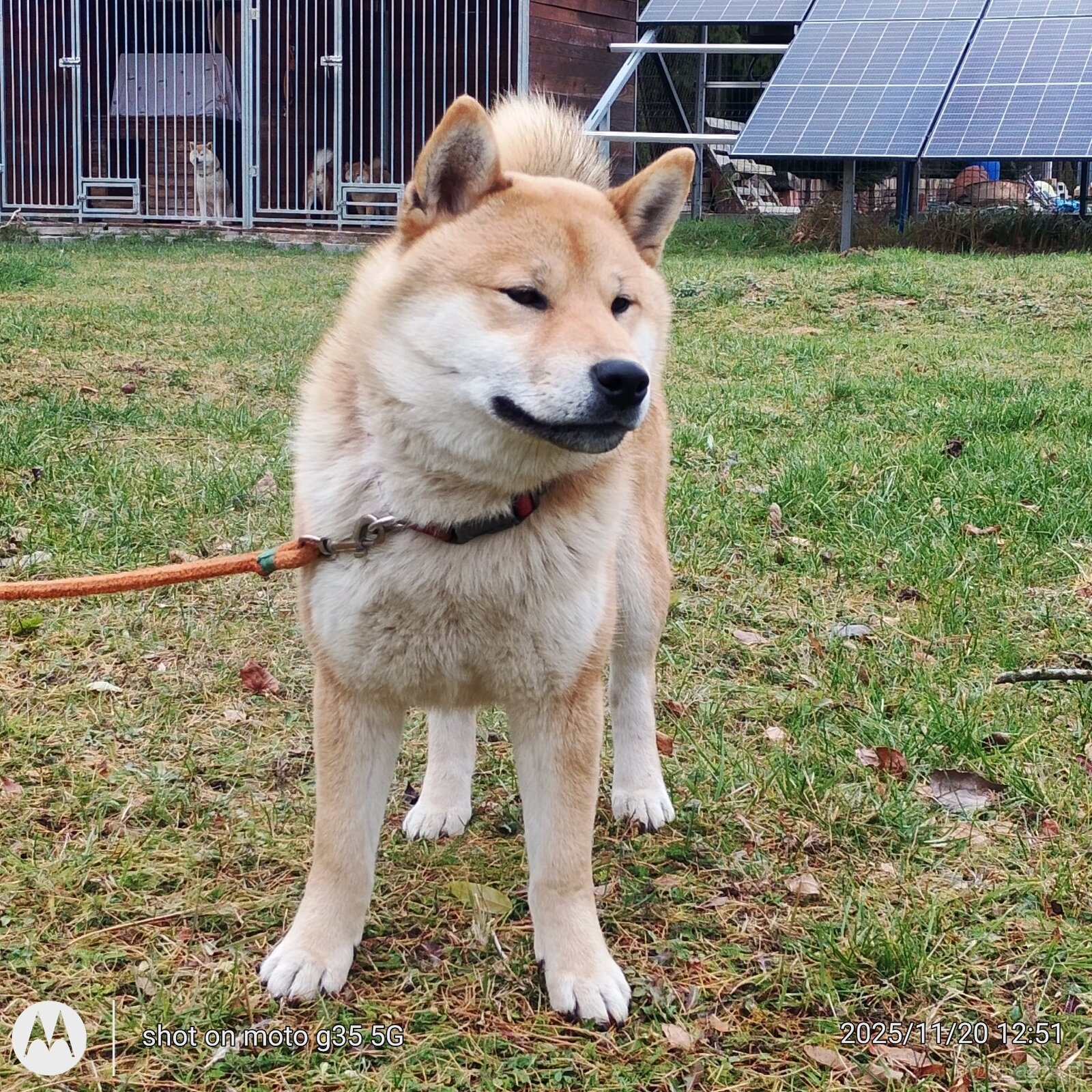 Shiba Inu, czerwony piesek mocno czernią przyprószony - 6