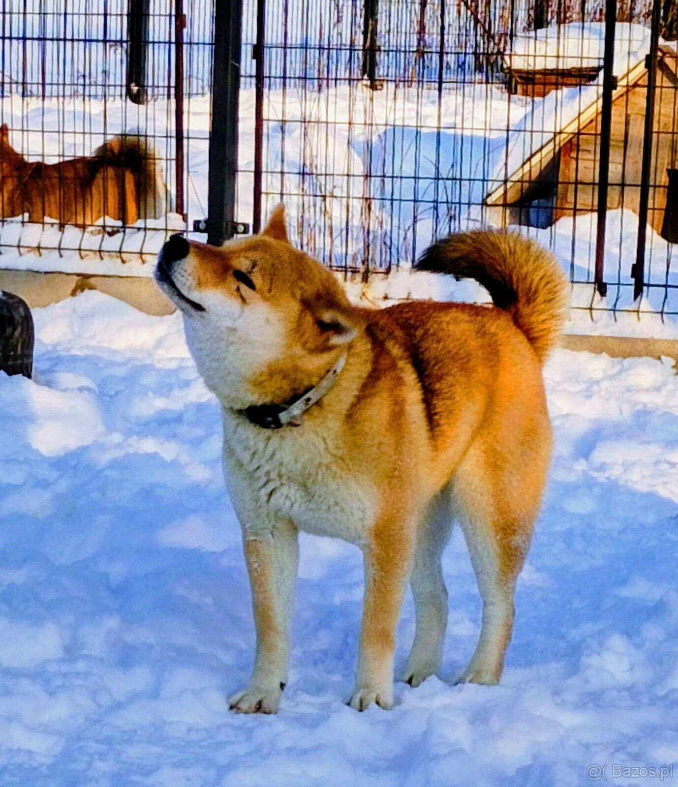Shiba Inu czerwona, mała suczka o wielkim serduszku - 6