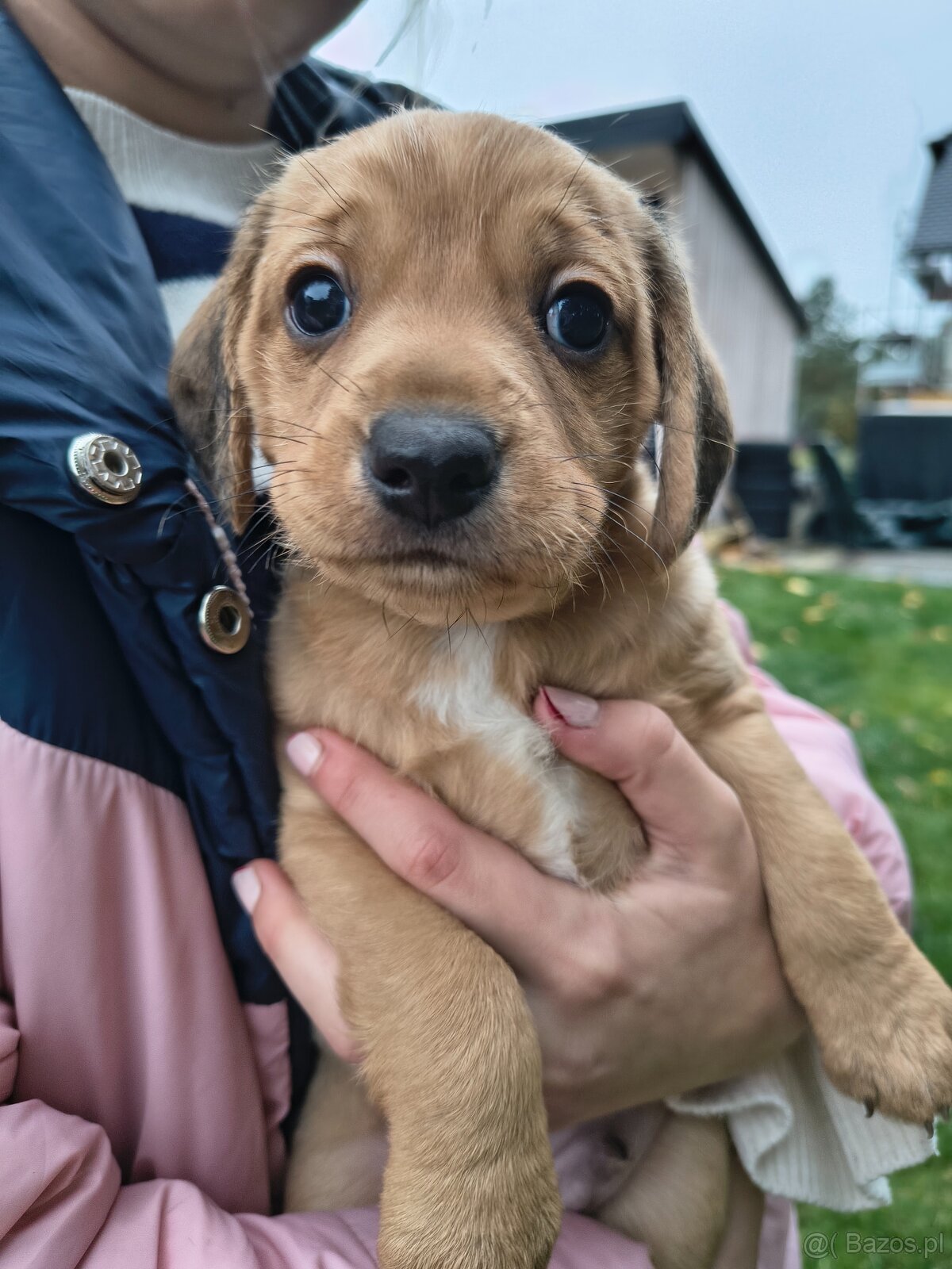 Szczeniaki za darmo piesek - 6