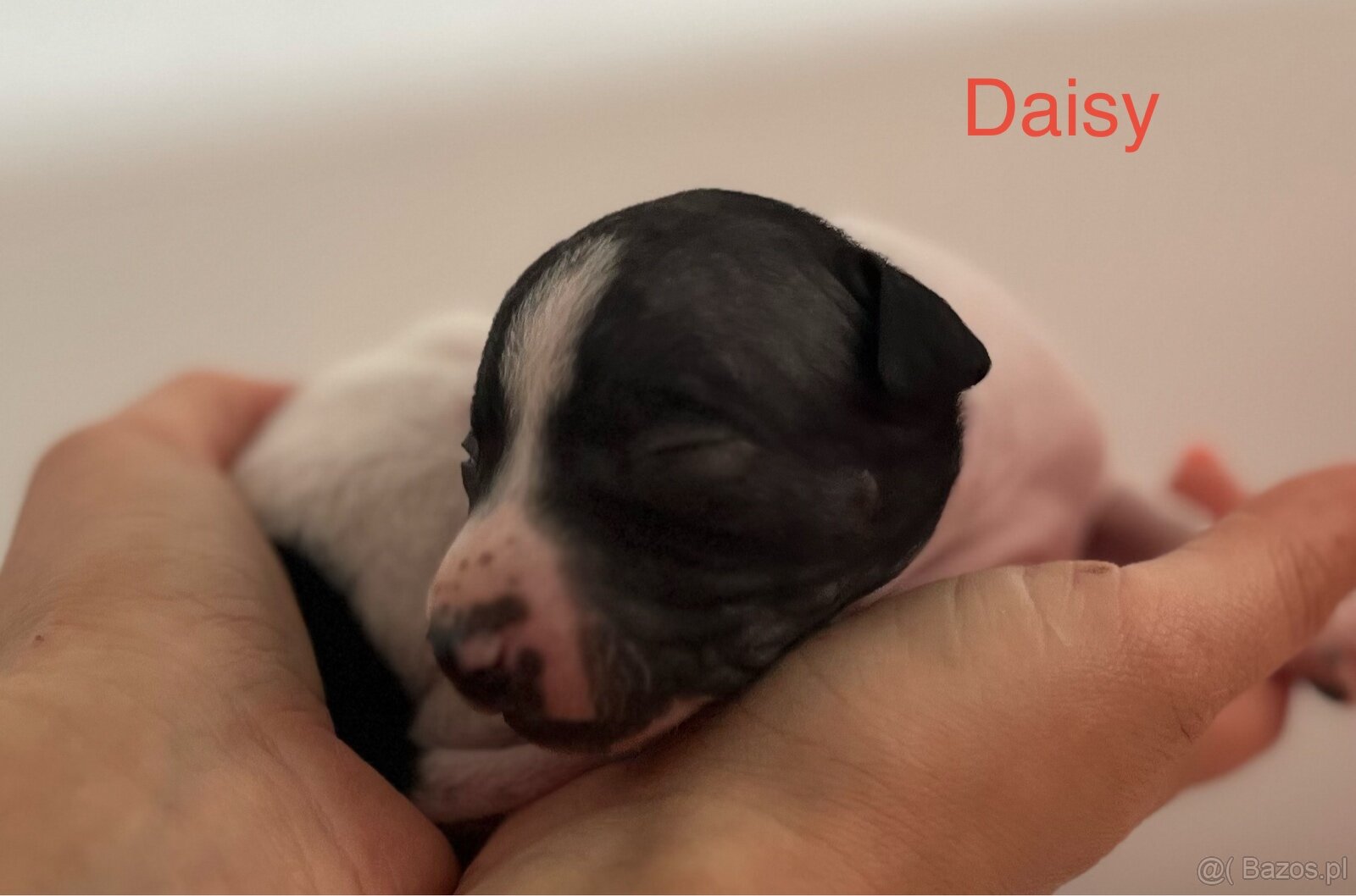 American Hairless Terrier z PP FCI - 6