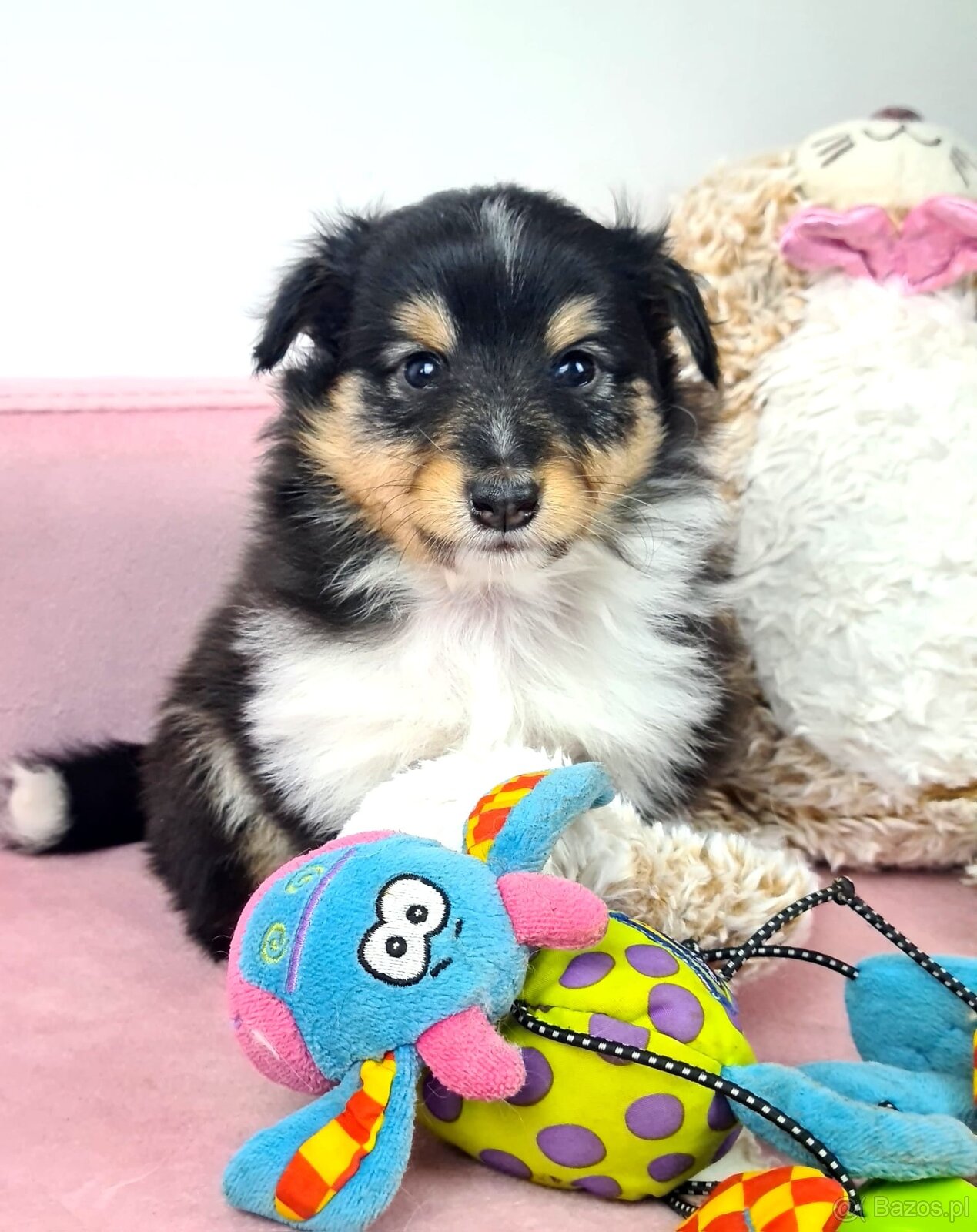 Owczarek szetlandzki sheltie - 6